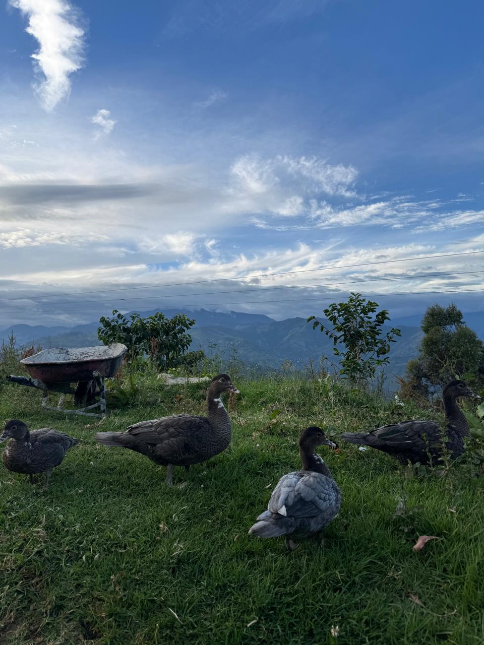 Enten auf Wiese vor Bergkulisse des Anbaugebietes - Finca-El-Paraiso-LaLinda-IAC