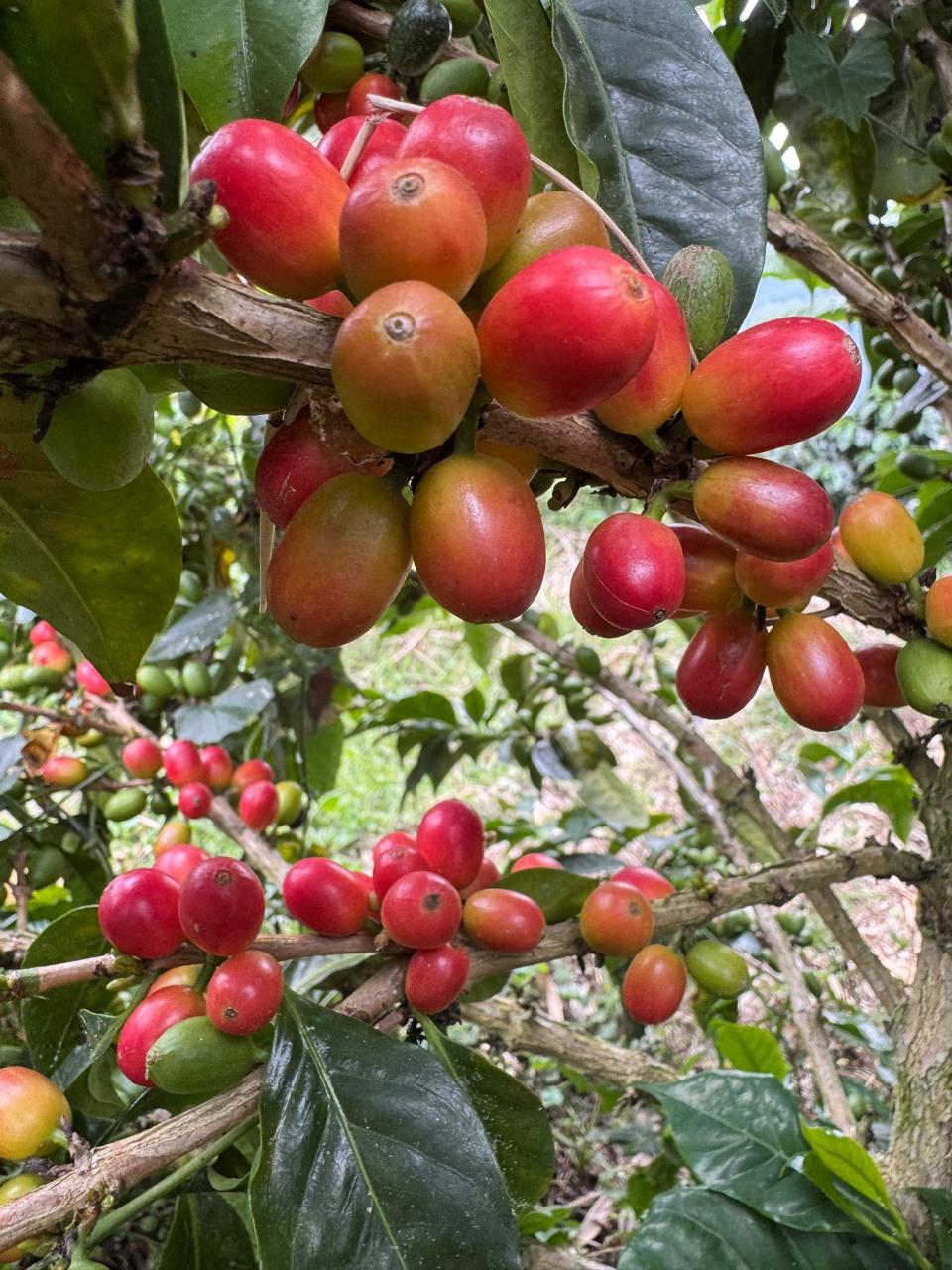 Kaffeekirsche am Baum - Finca-El-Paraiso-LaLinda-IAC