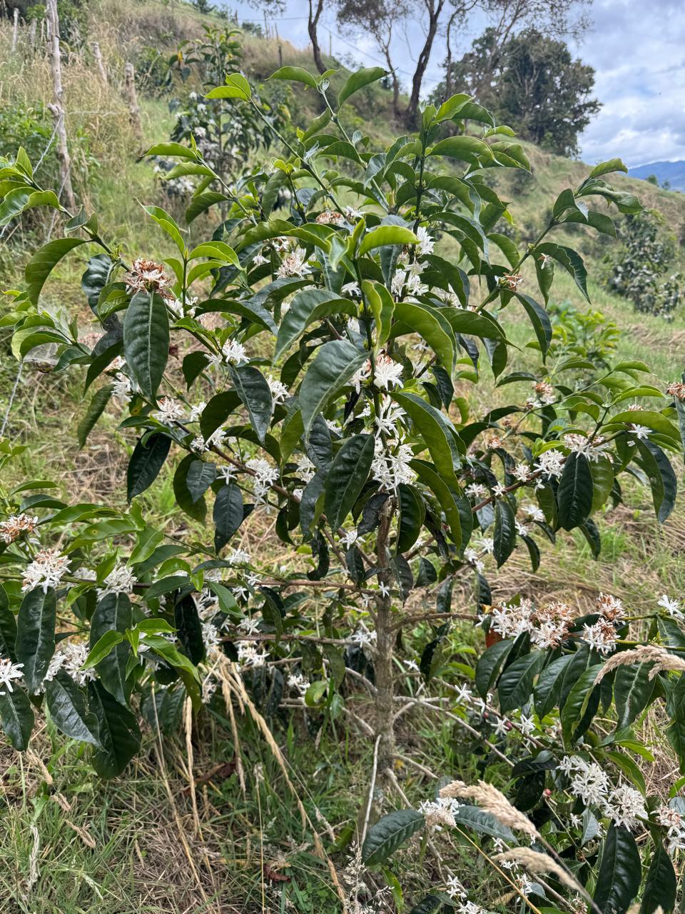 Blühender Kaffeebaum - Finca-El-Paraiso-LaLinda-IAC
