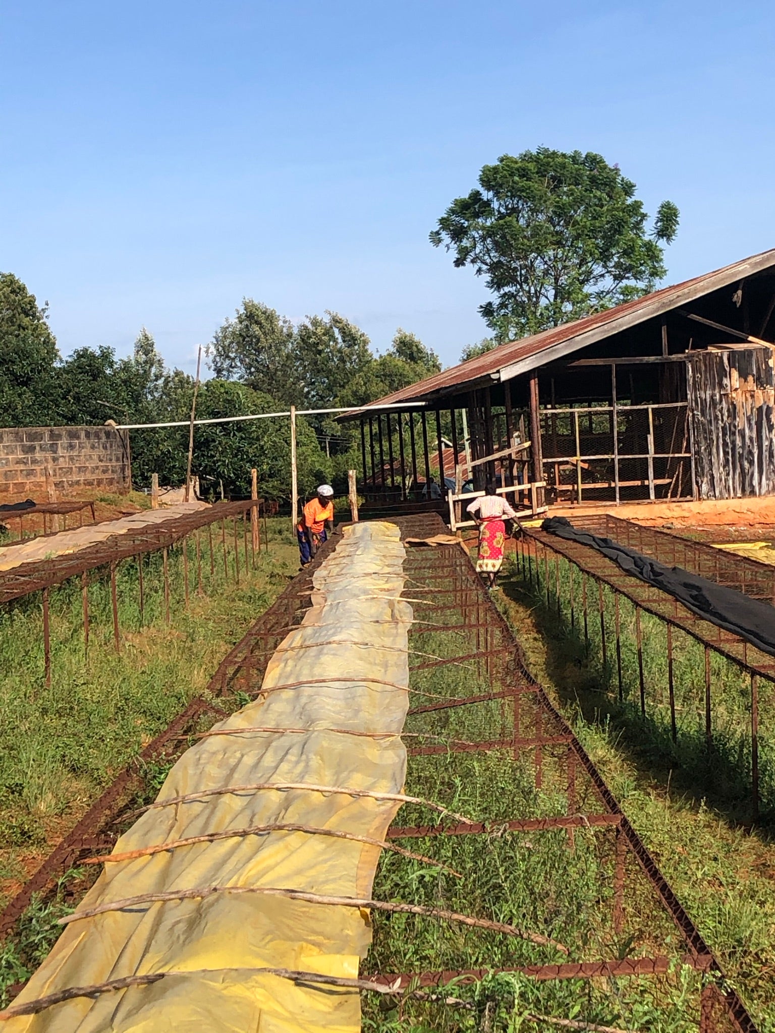 Nyeri - Kenia - Espresso - PROJEKTKAFFEE