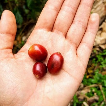 El Trebol - Kolumbien - Filterkaffee - Sugar Cane - Entkoffeiniert