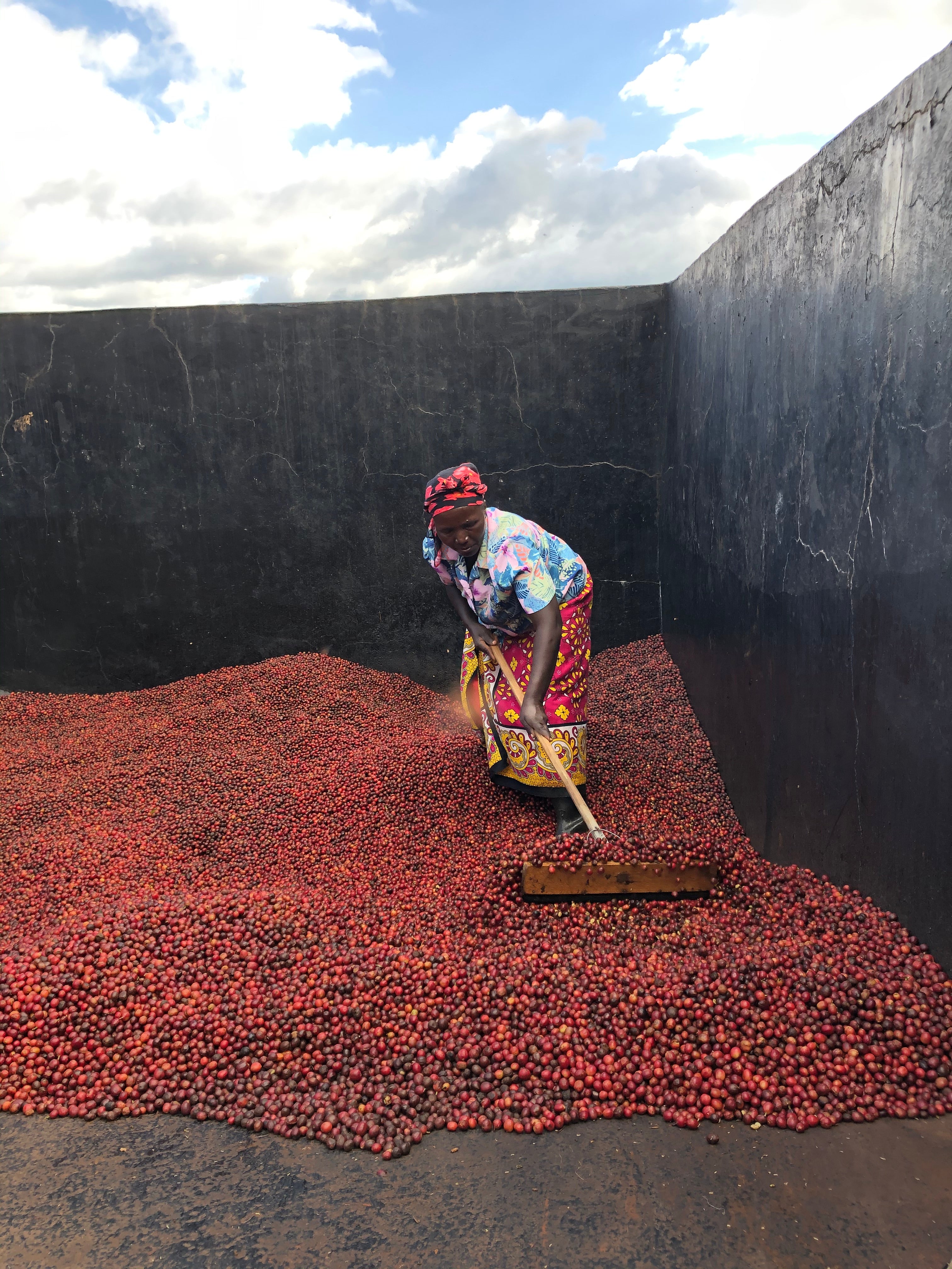 Nyeri - Kenia - Espresso - PROJEKTKAFFEE