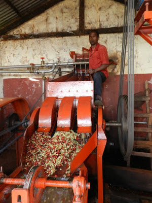 Nyeri - Kenia - Espresso - PROJEKTKAFFEE