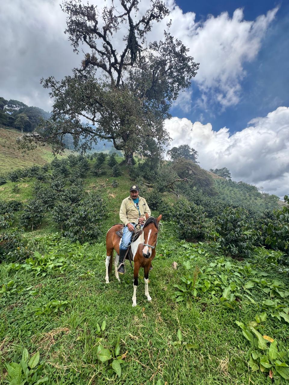 Mann auf Pferd in der Plantage - Finca-El-Paraiso-LaLinda-IAC