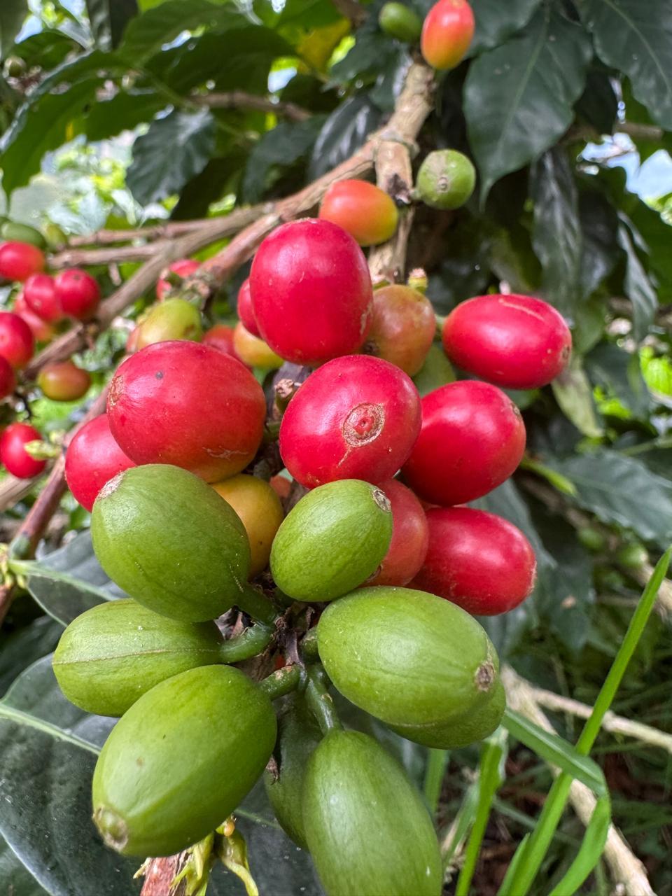 Kaffeekirschen am Baum - Finca-El-Paraiso-LaLinda-IAC