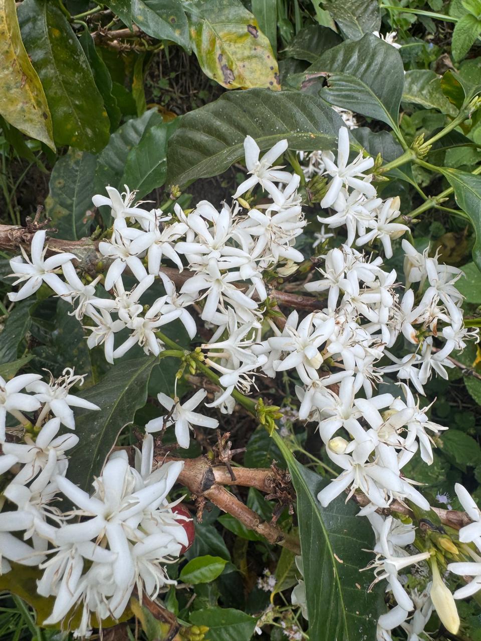 Blühender Kaffeebaum, weiße Blüten - Finca-El-Paraiso-LaLinda-IAC