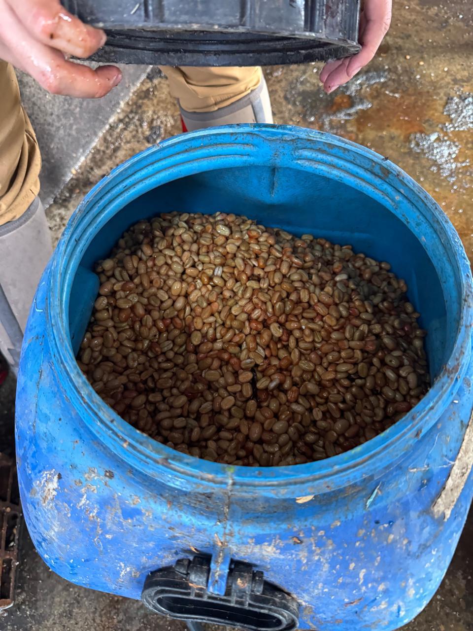 Kaffeebohnen in blauer Tonne - Finca-El-Paraiso-LaLinda-IAC