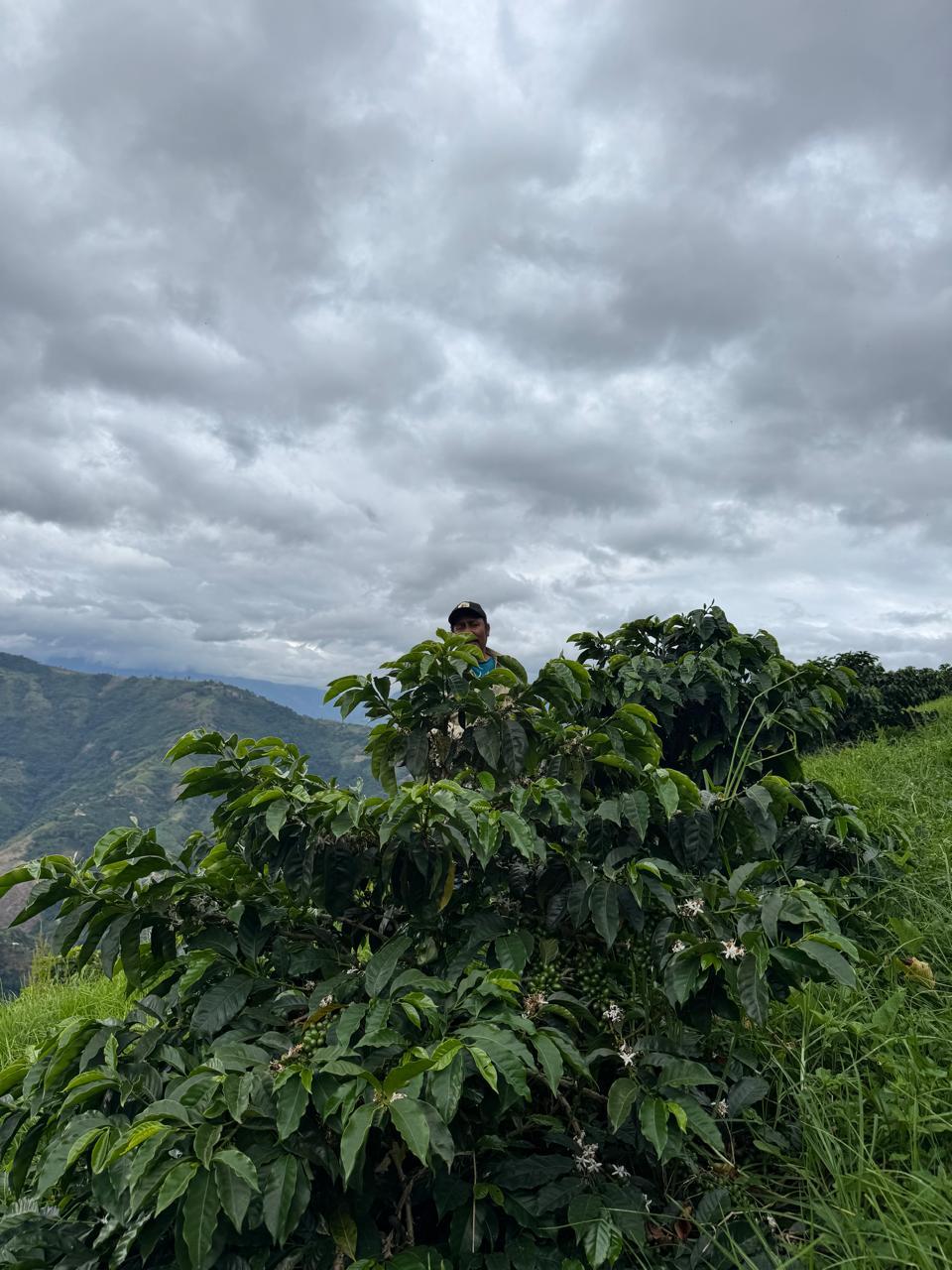 Mann hinter Kaffeebaum am Berghang - Finca-El-Paraiso-LaLinda-IAC