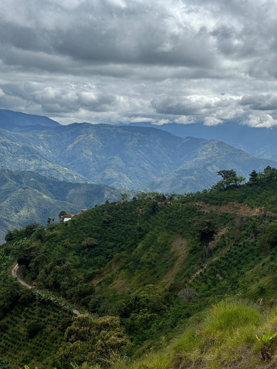 Blick über die Berge des Anbaugebietes - Finca-El-Paraiso-LaLinda-IAC