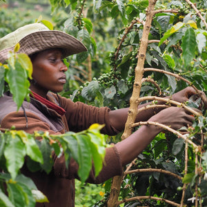 Ernte und Pflege der Kaffeepflanzen auf der Ngila Farm