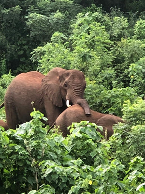 Elefanten im Ngila Waldreservat zwischen den Kaffeepflanzen