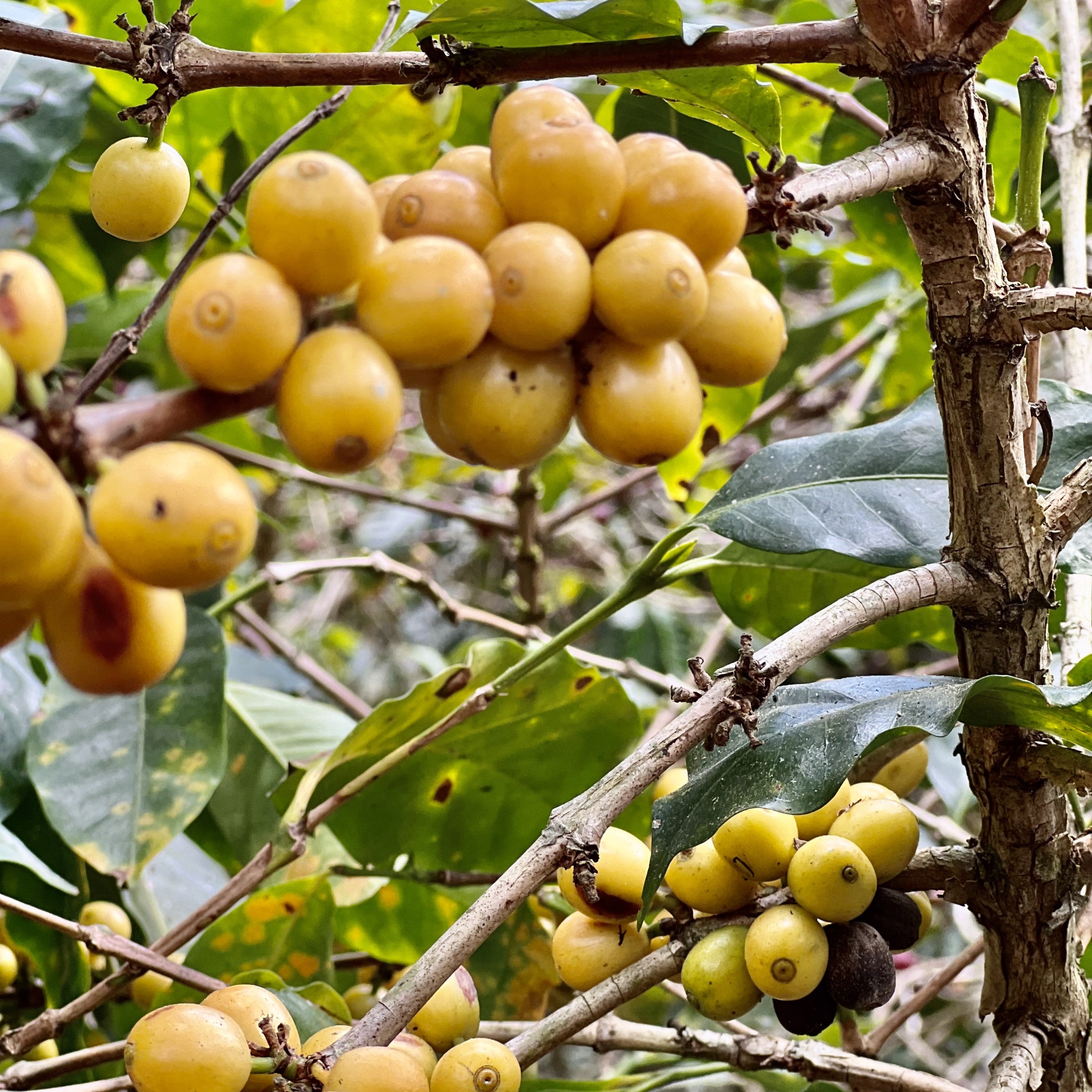 Gelber Catuai, Kaffeekirsche an Kaffeepflanze