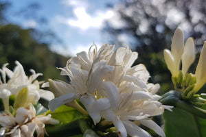 Weiße Blüte einer Kaffeepflanze