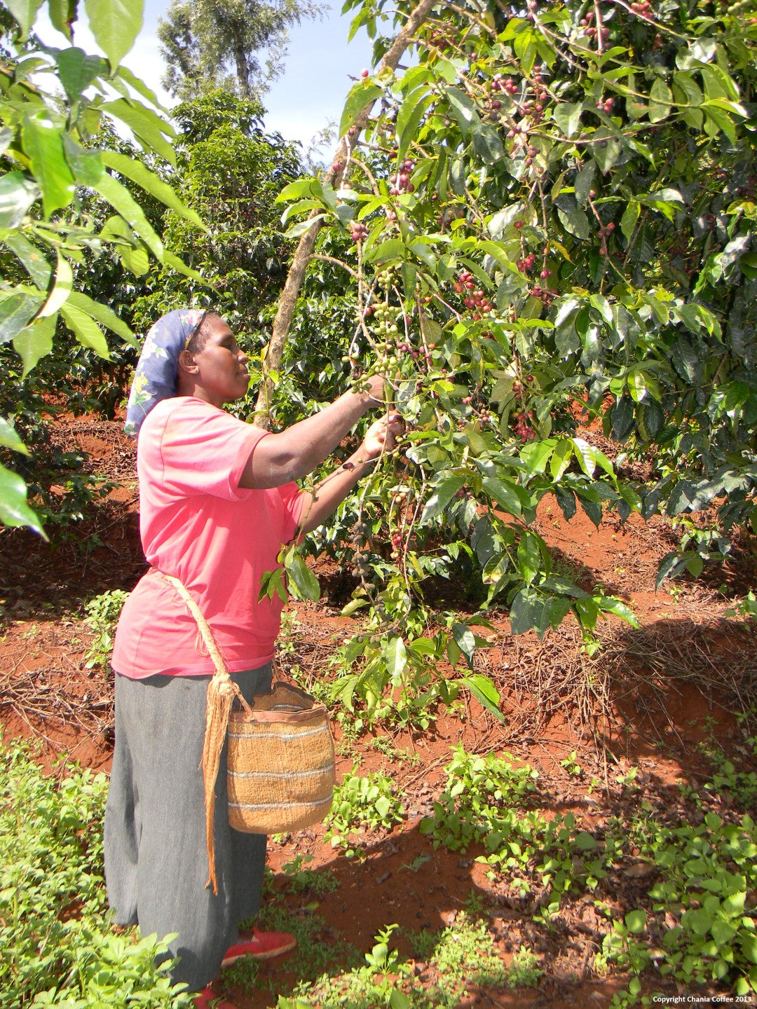 Frau erntet Kaffee in Kenia Nyeri