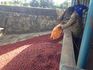 Nyeri Kenia Kaffeekirschen werden nach der Ernte in einem Container gesammelt