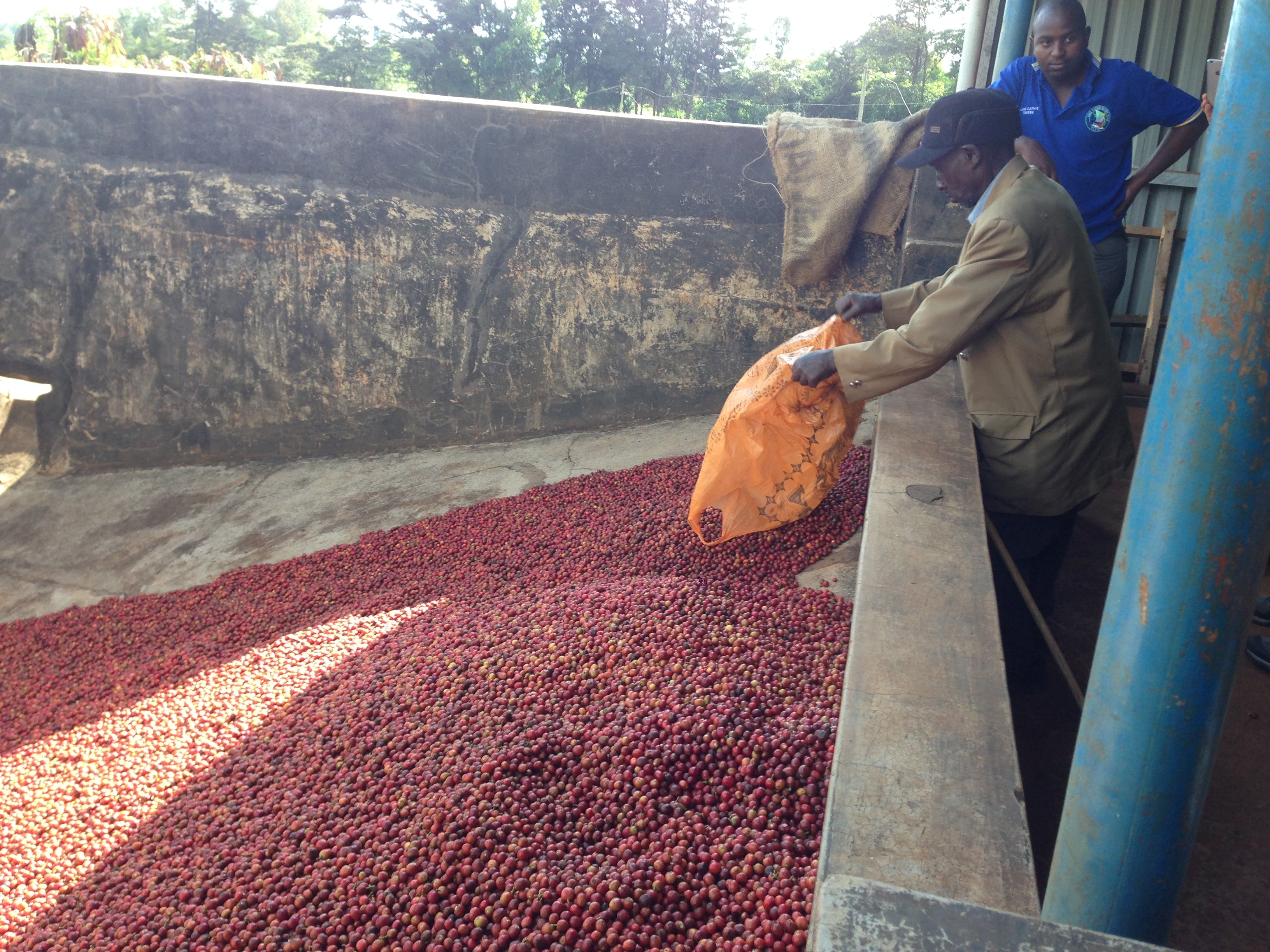 Kaffeekirschen werden nach Ernte in Container gesammelt
