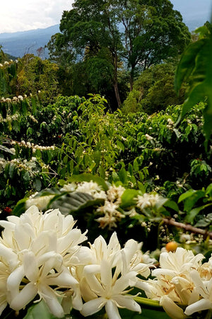 Kaffeepflanzen im Anbaugebiet des El Hortigal