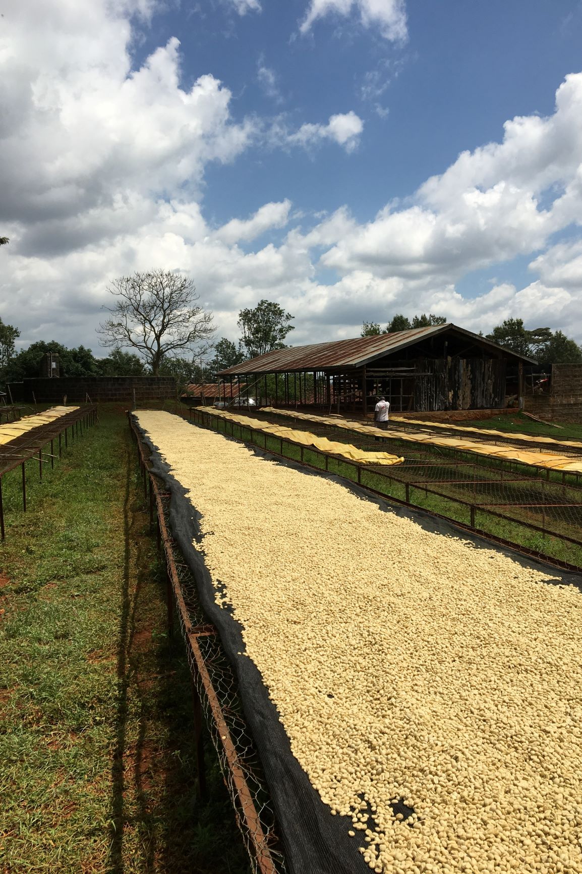 gewaschene Kaffeebohnen auf Trocknungsanlage Dry Mill in Kenia